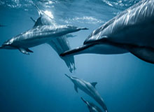 dafabet中国：开启全球博彩智慧的新纪元